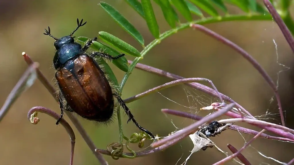 Warum besonders hochsensible Kinder die Natur brauchen, Beitragsbild02