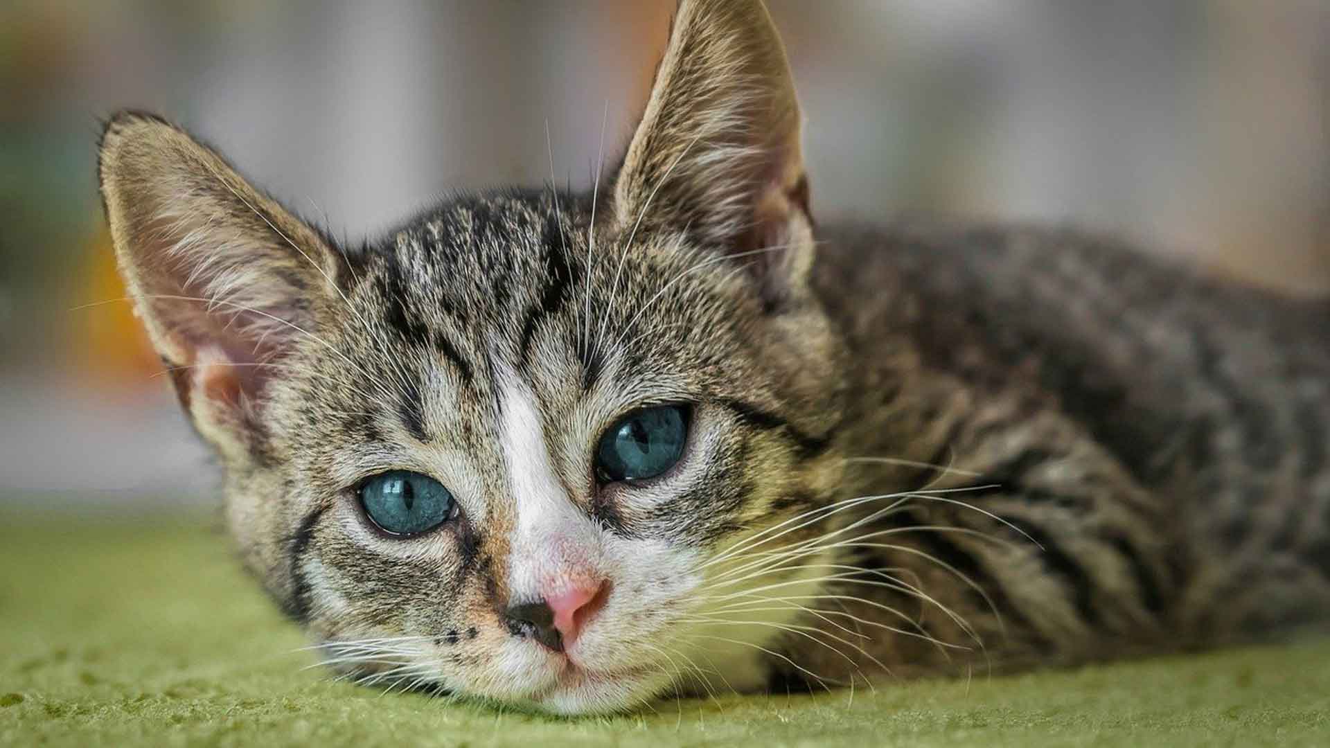 Was Hochsensible von Katzen lernen können, Beitragsbild01